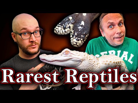 Two Headed Snakes, Baby Sloths and the Rarest Animals I have Ever Seen at Brian Barczyk's Reptarium