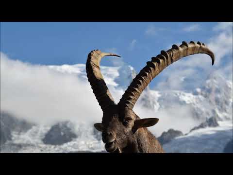 Bouquetin et brame du cerf septembre 2018