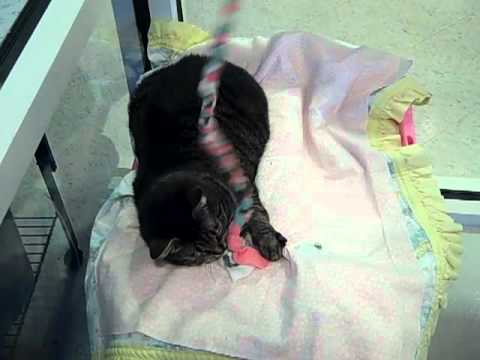 Meet Dione a Domestic Shorthair currently available for adoption at Petango.com! 4/7/2011 2:09:04 PM