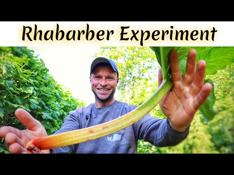 Rhubarb in the garden - Best tips: location, cultivation, harvest, experiment. Become a rhubarb p...