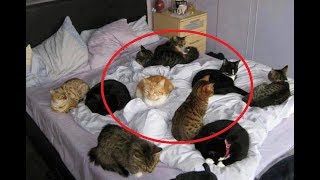 КОТ СПИТ С ВАМИ В ОДНОЙ ПОСТЕЛИ? ТАК ЗНАЙТЕ. ВОТ ЧТО ЭТО ЗНАЧИТ