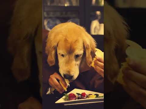 Pets Food | Pet Delivery SP