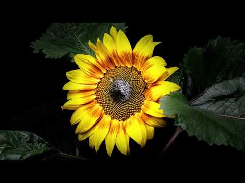 Sunflower Time Lapse | 56 days | 4K | Lifecycle |