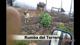 preview picture of video 'Presa Canario Rumba del Terrero'