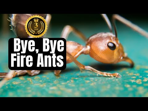 I Tested The Top 3 Easiest and Most Effective Ways to Kill Fire Ants
