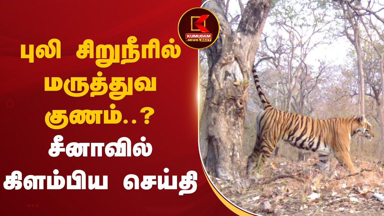 புலி சிறுநீரில் மருத்துவகுணம் ?... சீனாவில் கிளம்பிய செய்தி