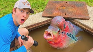 This Sewer is LOADED with AQUARIUM FISH!