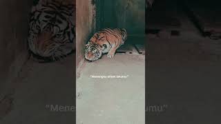 Download lagu Story wa Jawa || kata bijak mp3