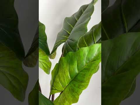 Миниатюра изображения товара Искусственное растение Merry Bear Home Decor Алоказия / KD4801-80-22