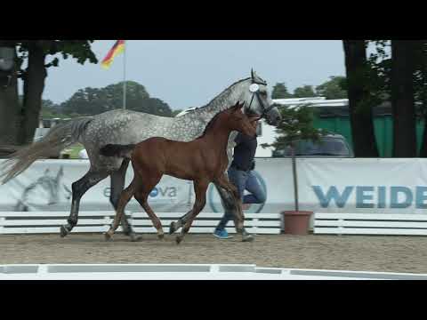 Luers, Conthargos-Calido-Balou du Rouet