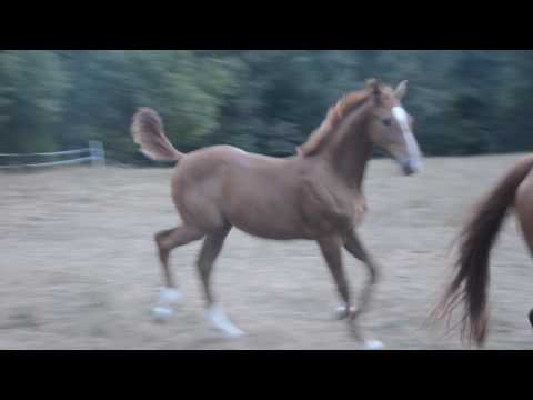 Gatsby de Chanediere / Vagabond de la pomme