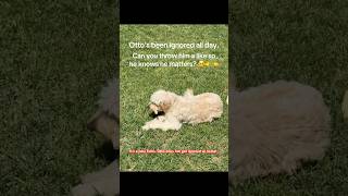 Otto’s been ignored all day. Can you throw him a like so he knows he matters? 🥺👉👈 #GoldenDoodle