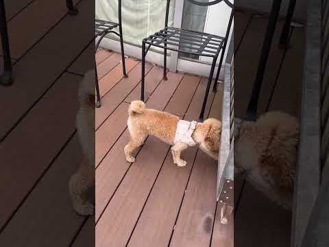 経営学科 ボールで遊ぶトイプードル14ヶ月 #toypoodle #トイプードル