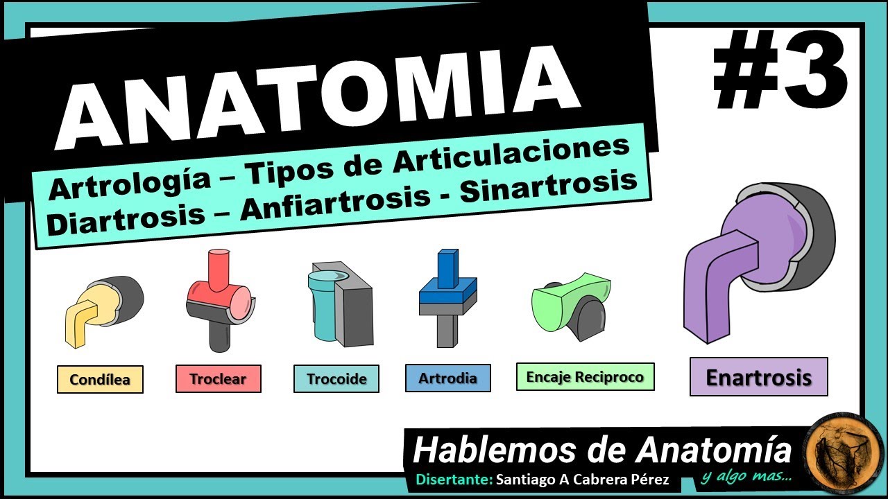 🔴 #3 👉 ANATOMÍA 🟩 ARTROLOGIA 🟪  CLASIFICACION DE LAS ARTICULACIONES 🟥  TIPO DE ARTICULACIONES