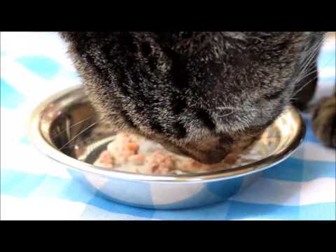 Solid Gold Cat Video