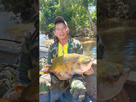 Que locura de pesca, solo en Sena - Corazón de Pando! #pesca #rivermonsters #bolivia