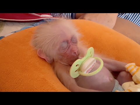 Dad found many ways to cure baby monkey Kyo's thumb sucking habit