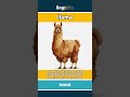 llama - a large, furry animal from ... video thumbnail