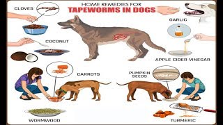 Home Remedies for Tapeworms in Dogs