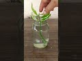 Propagation of Devil's Backbone Plant in Water. Just 14 Days