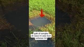 Download lagu Mancing di rawa ternyata ada ikan besar nya#shorts mp3