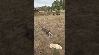Video preview image #1 American Pit Bull Terrier-Unknown Mix Puppy For Sale in San Francisco, CA, USA