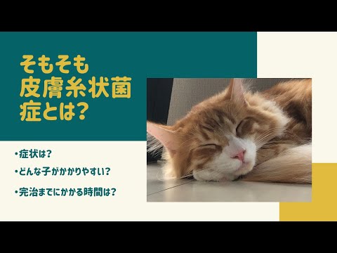 猫の皮膚糸状菌症 - 原因と治療法
