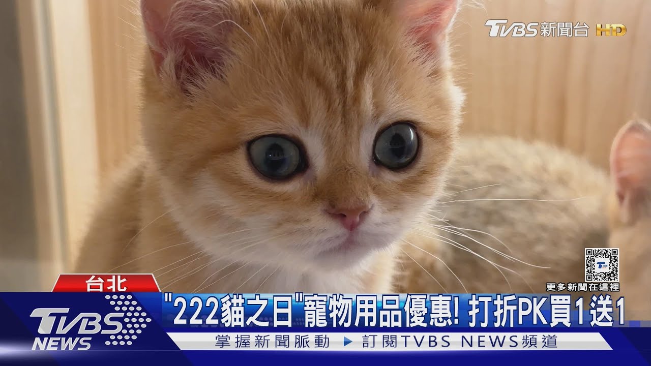 貓之日! 寵物展「銀毛、包子臉」特殊貓吸睛