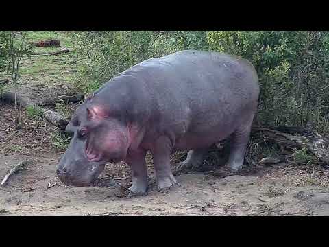 Djuma: Hippo - 16:41 - 10/06/20