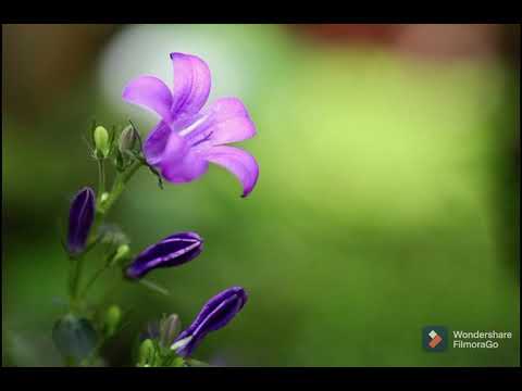 ... Espalhe Amor... Seja Amor ...