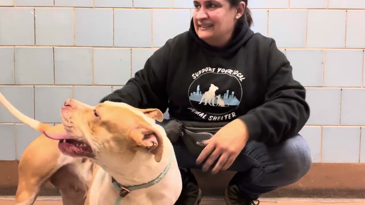 Daria, a ADOPTABLE Pit Bull Terrier in Chicago, IL video 5/5