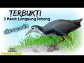 SUARA PIKAT RUAK RUAK PALING AMPUH