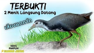 Download lagu SUARA PIKAT RUAK RUAK PALING AMPUH mp3