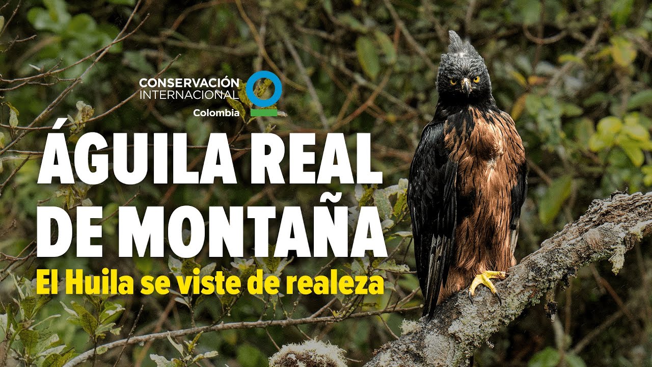 El Huila se viste de realeza: se registró un inusual avistamiento de nido de águila real de montaña
