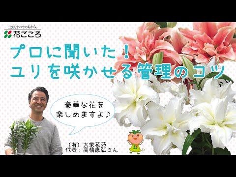 園芸 ユリの挿し木