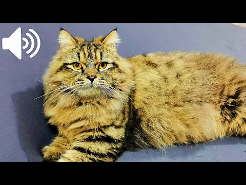 1 HOUR MALE CAT IN HEAT MEOWING - MATE CALLING  - PRANK YOUR PETS