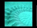 Amazing Little Puffer Fish Creates Ocean Floor ...