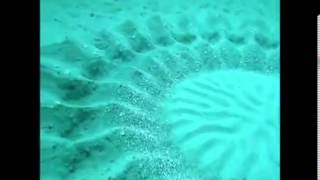 Amazing Little Puffer Fish Creates Ocean Floor Crop Circles