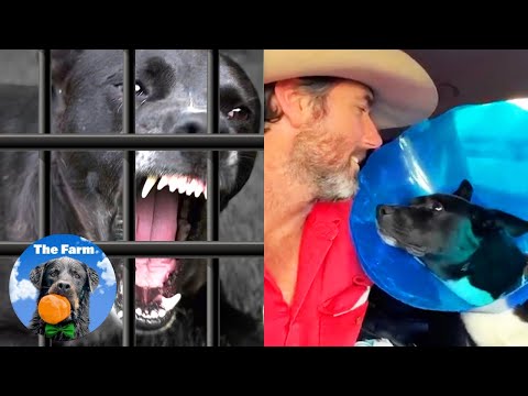 Watch What Happens When This Shelter Dog Gets the Surgery He Needs ...  | The Farm