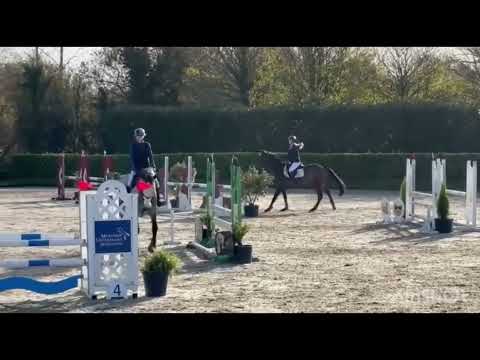 8year old 16.2h.h. Mare for Amateur/Eventing/etc - Image 2