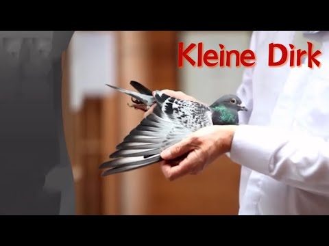 Pigeon 2:Kleine Dirk