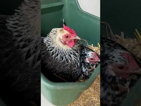 The best nesting boxes for chickens are horse feed troughs! #egglaying #layinghens #chickenhouse