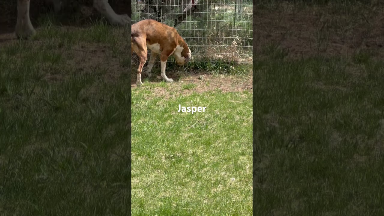 Enlarge Jasper , a Adoptable mixed breed in Durango, CO video 4/4