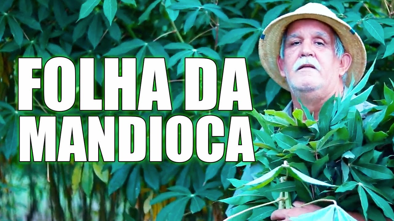 SE VOCÊ SOUBESSE DOS BENEFÍCIOS DA FOLHA DA MANDIOCA, VOCÊ PLANTARIA UMA PÉ EM SUA CASA HOJE MESMO