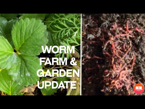 Worm Farm & Kids Garden Harvest Update