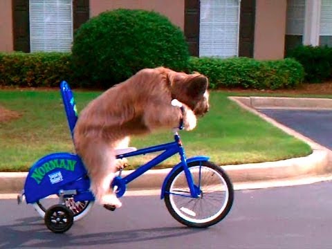Norman The Dog Rides a Bike - You Have Been Warned