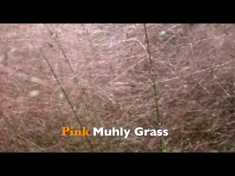 download lagu mp3 mp4 Pink Muhlenbergia Grass, download lagu Pink Muhlenbergia Grass gratis, unduh video klip Pink Muhlenbergia Grass