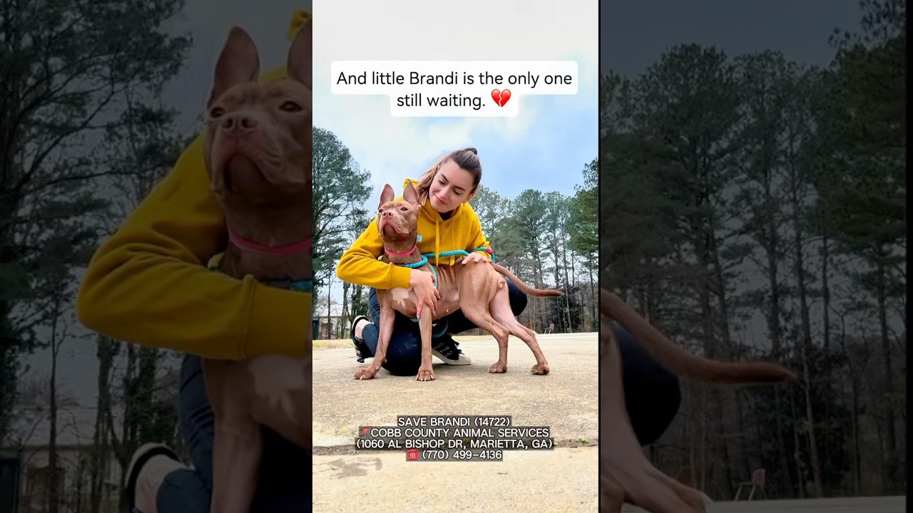 Enlarge BRANDI (R) - see video, an adopted mixed breed in Marietta, GA video 6/6