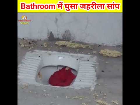 Bathroom से निकला Indian spectacled cobra😯| Snake Rescue | #shorts
