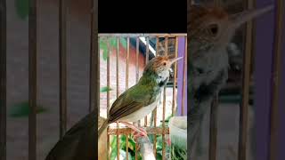 Download lagu prenjak lumut nembak#prenjaklumutgacor #prenjakmerah #prenjakgunung #shorts mp3